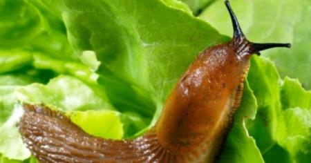 1817ac9e5ade99c71a8b70aff23397d4_26.04.26_1