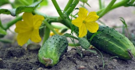 1d061213daf772f5c057d5dc2dceead2_16.04.26_1