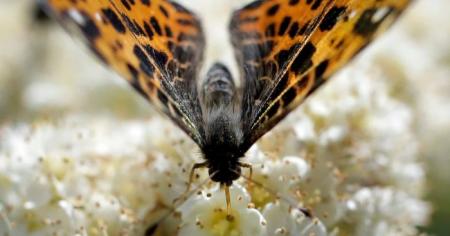 25e3e67f26bff1924db6b9076c3a6316_30.0426_1