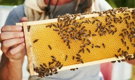 3da1f953d426b33298a8e32f9bd231d1_41809_400x253