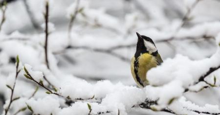 В Украину идут 25-градусные морозы: синоптики назвали даты резкого похолодания