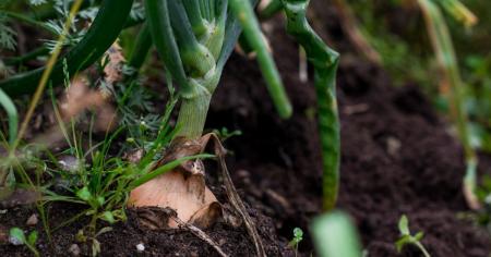 8 овочів, стійких до хвороб: що посадити для врожаю без зайвого клопоту