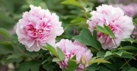 597061188df7006f29707155e3b8cbe1_18.04.26_1