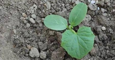 5cac608e48a0586979906df895393dbe_27.04.26_1