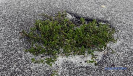 630_360_1542445467-193_09.04.26