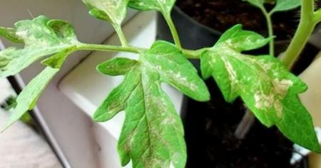 692a0a97e36d074852ef8876e1f941dc_26.04.26_1