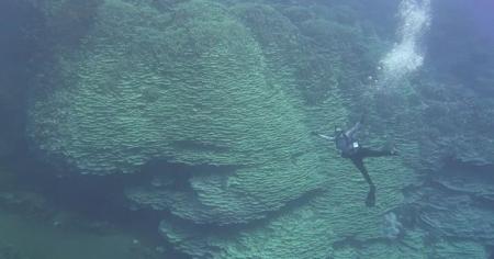 Вчені виявили один із найбільших коралів світу віком понад 2000 роки: який вигляд він має