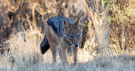 78ffae57ad4d2af446c414424ecb9e8f_16.02.26