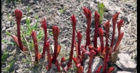 7a1edc655698001b767553674478dadf_30.03.26_1