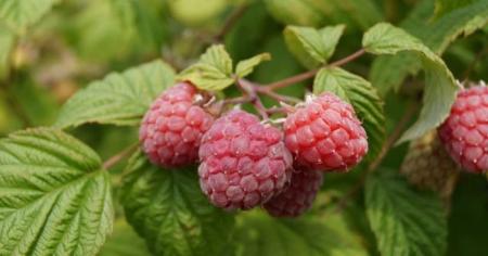 977a68be52aff2fffab674c034c3c5d7_11.04.26_1