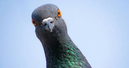 983ec4de56956fca6afb544b9184c594_16.04.26_1