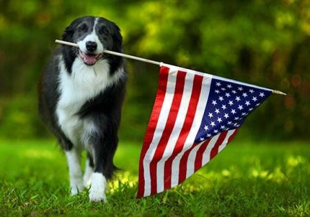 Border-collie-carrying-united-states-of-america-flag-in-mouth-in-dog-park_1