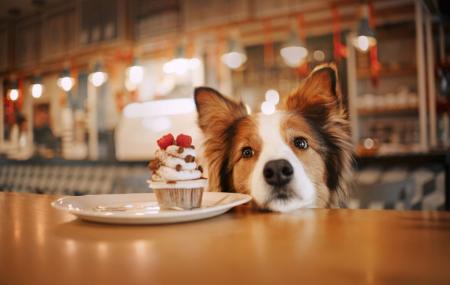 DogCafe2