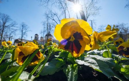 _vesna_sontse_kriz_zhovni_kvitki_anyutini_ochi_blakitne_nebo_goli_dereva_foto___vitalii___nosa_31.03.26