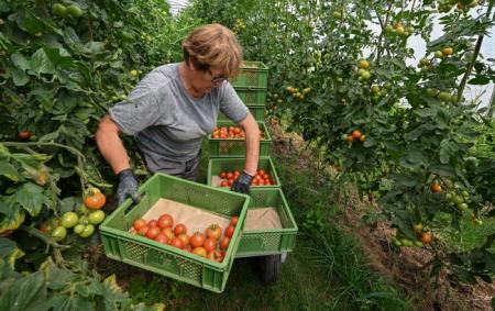 _za_kordonom_zbir_ovochiv_fermerstvo_tomati_pomidori_vrozhaygettyimages_1622550208_b98cc4418acf0a274b1a01c3f_11.06.26