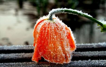 _zamorozki_kvitka_chervono_pomarancheva_zamerzla_dribni_lodinki_moroz_holod_g_30.04.26