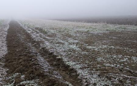 _zamorozki_pole_tuman_grunt_suhi_i_zeleni_roslini_pobilili_vesna_osin_2_getty_09.-4.26