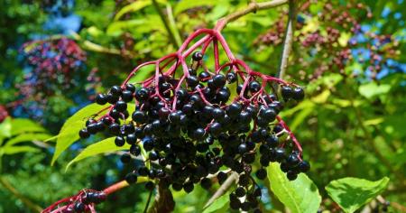 7 ягідних чагарників, які ростуть навіть у бідному ґрунті: що посадити на ділянці