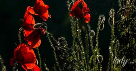 aa38cc412e2f65cbe83003c07c076eea_11.04.26_1