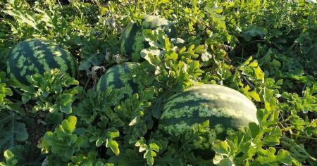 bc16dc4180dfbc8557251a04777018a6_23.04.26