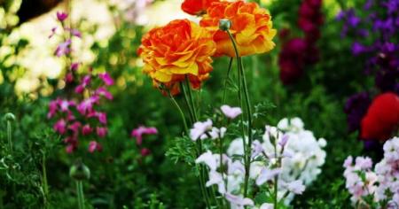 Які однорічники зацвітають найпершими: квіти милуватимуть око через 3-4 тижні після садіння