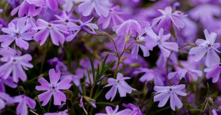 fc50c3c7e9d3f2b4a3468a5e7c8da0c9_29.04.26_1