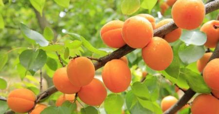 ffed36800572de68773cf10b67ab8f76_17.03.26_1