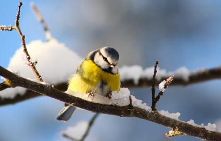ptica-sinica-vetki-zima-sneg