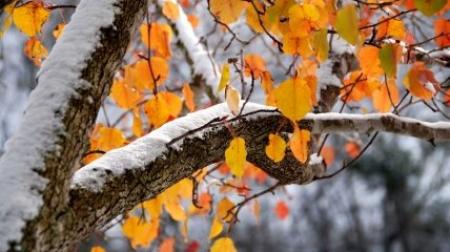 Погода в листопаді: коли в Україні чекати на перші снігопади
