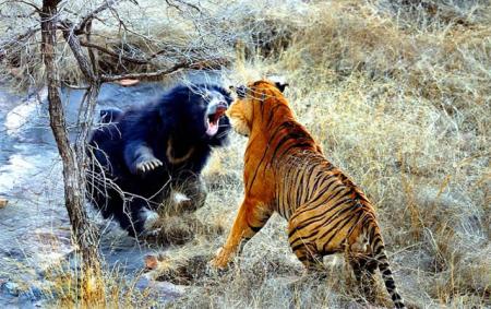 Медведь победил в психологическом поединке с тигром