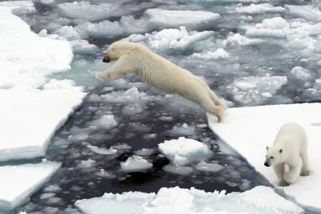 Белые медведи могут исчезнуть к концу столетия - ученые