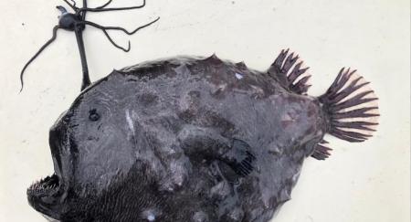 Глубоководный монстр: На берег выбросило редчайшую рыбу
