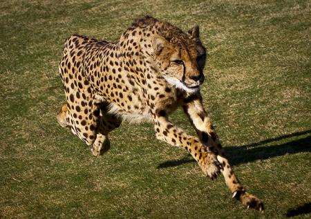 cheetah-runs_13.08.18