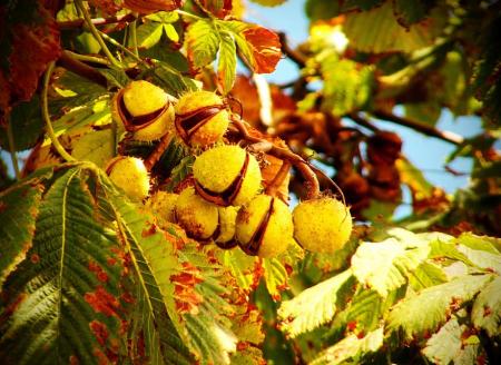 chestnut-nature-plants-autumn-weather-horse-chestnut-tr_27.09.21