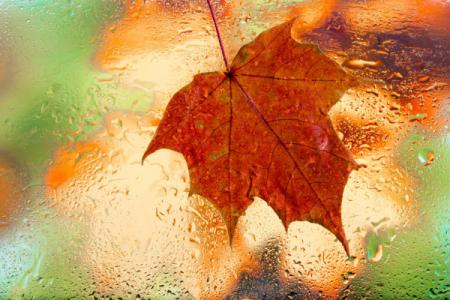 depositphotos_226112082-stock-photo-autumn-background-drops-of-rain