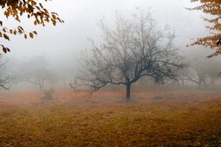 depositphotos_4192512-stock-photo-tree-in-a-fog_02.11.21