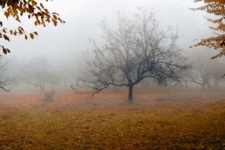 depositphotos_4192512-stock-photo-tree-in-a-fog_16.11.21
