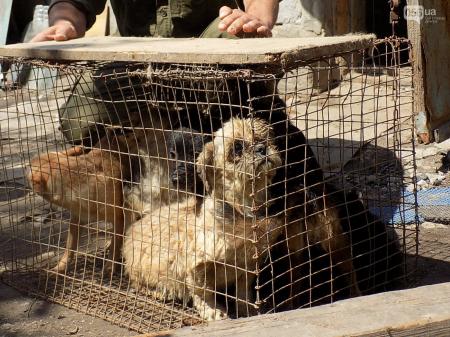 Десятки голодных и измученных собак спасли зоозащитники Днепра