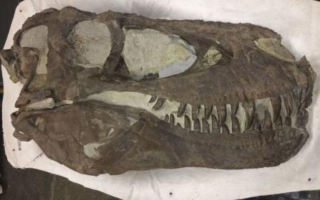 У Португалії чоловік випадково знайшов у дворі рештки гігантського динозавра