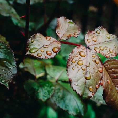 Жара ослабнет и начнутся дожди с грозами: синоптик сообщила, когда в Украине изменится погода