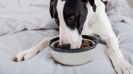 ed62a-how-your-dog-s-nutrition-needs-change-with-age-article-dog