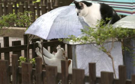 До України йдуть дощі та грози: синоптикиня розповіла про погоду найближчим часом
