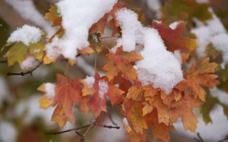 Синоптики розповіли, коли в Україні очікувати першого снігу: в Карпатах уже лютує негода