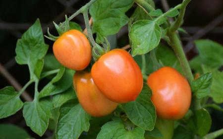 Підживлення томатів та огірків, яке здатне 