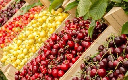 Черешня - все, що потрібно знати про корисні та шкідливі властивості ягоди
