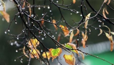 В Україні 8 листопада похолодає та пройдуть дощі