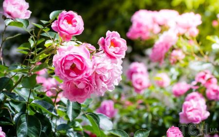 Це врятує ваші троянди: садівник розповів, як не дати рослинам зів'янути в спеку