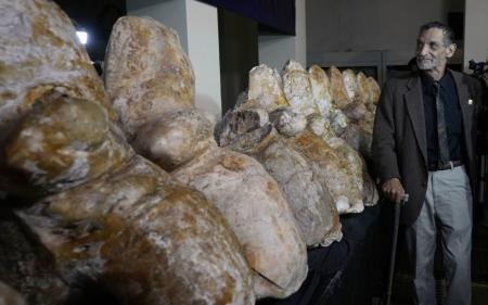 Понад 300 тонн кісток і плоті: якою була найважча тварина на планеті