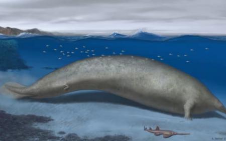 Цінна знахідка: у Перу виявили скам'янілі рештки кита, що може бути найважчою твариною