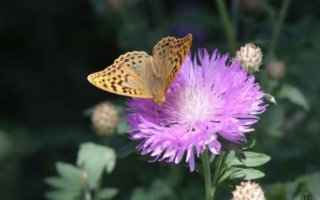 Спека і локальні грози: синоптики уточнили прогноз на четвер в Україні